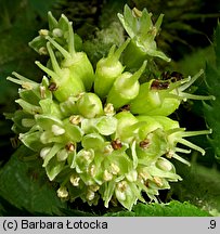 Oplopanax horridus (kolcosił straszliwy)