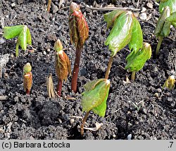 Podophyllum emodi (stopowiec himalajski)