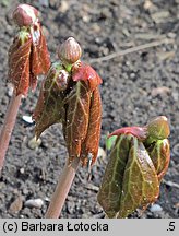 Podophyllum emodi (stopowiec himalajski)