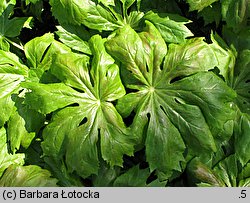 Podophyllum peltatum (stopowiec tarczowaty)