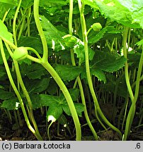 Podophyllum peltatum (stopowiec tarczowaty)