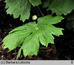 Podophyllum peltatum (stopowiec tarczowaty)