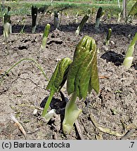 Podophyllum peltatum (stopowiec tarczowaty)