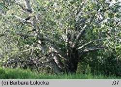 Populus alba (topola biała)