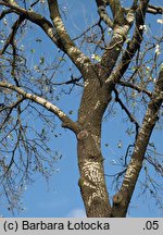 Populus alba (topola biała)