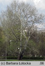 Populus alba (topola biała)