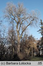 Populus alba (topola biała)