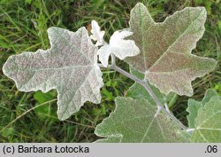 Populus alba (topola biała)