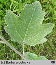 Populus alba (topola biała)