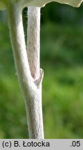 Populus alba (topola biała)