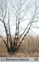 Populus nigra (topola czarna)