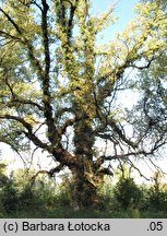 Populus nigra (topola czarna)