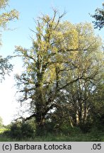 Populus nigra (topola czarna)