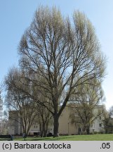 Populus simonii (topola chińska)