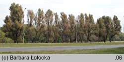 Populus simonii (topola chińska)