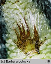 Populus tremula (topola osika)