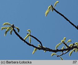 Populus wilsonii (topola Wilsona)