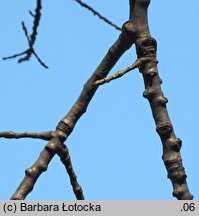 Populus wilsonii (topola Wilsona)