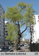 Populus ×berolinensis (topola berlińska)