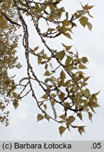 Populus ×canadensis (topola kanadyjska)