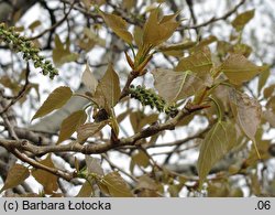 Populus ×canadensis (topola kanadyjska)