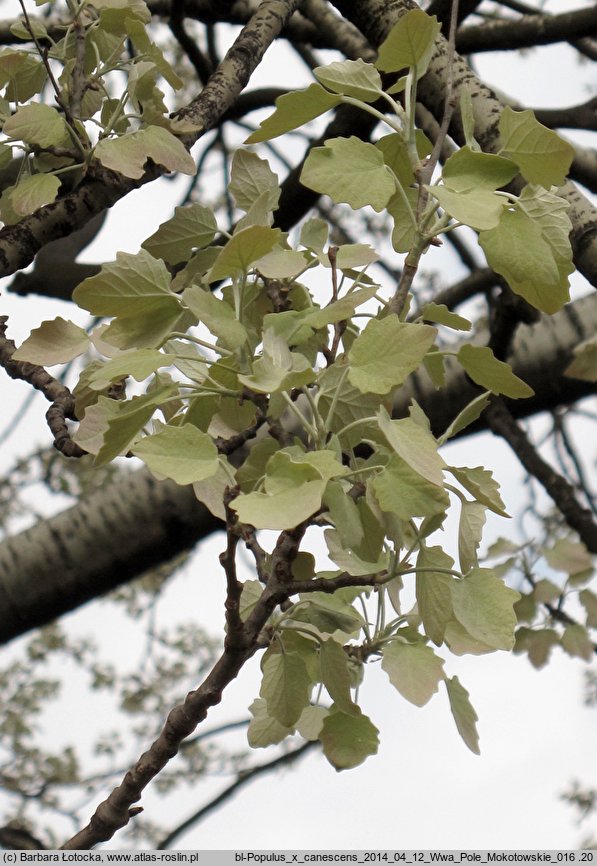 Populus ×canescens (topola szara)