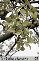 Populus ×canescens (topola szara)