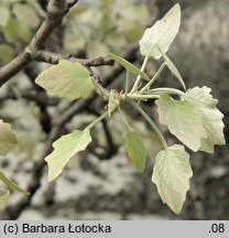 Populus ×canescens (topola szara)