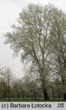 Populus ×canescens (topola szara)