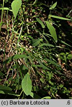 Prenanthes purpurea (przenęt purpurowy)