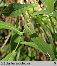 Prenanthes purpurea (przenęt purpurowy)