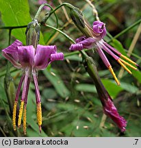 Prenanthes purpurea (przenęt purpurowy)