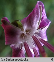 Prenanthes purpurea (przenęt purpurowy)