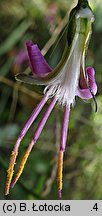 Prenanthes purpurea (przenęt purpurowy)