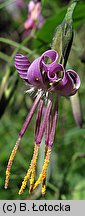 Prenanthes purpurea (przenęt purpurowy)