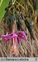 Prenanthes purpurea (przenęt purpurowy)