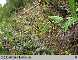 Prenanthes purpurea (przenęt purpurowy)