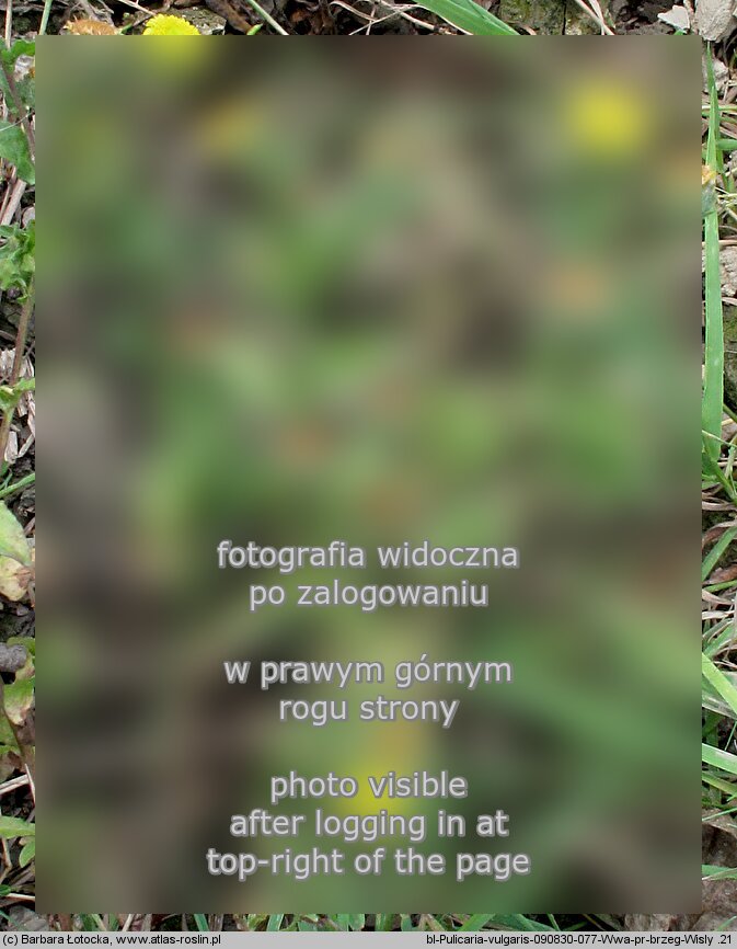 Pulicaria vulgaris (płesznik zwyczajny)