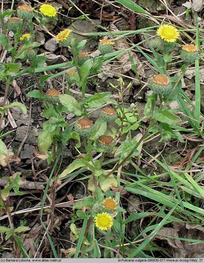 Pulicaria vulgaris (płesznik zwyczajny)