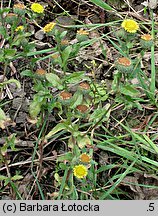 Pulicaria vulgaris (płesznik zwyczajny)