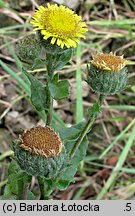 Pulicaria vulgaris (płesznik zwyczajny)