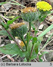 Pulicaria vulgaris (płesznik zwyczajny)