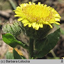 Pulicaria vulgaris (płesznik zwyczajny)