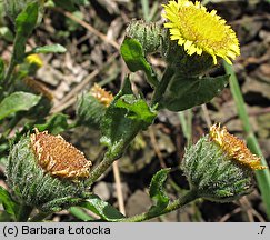 Pulicaria vulgaris (płesznik zwyczajny)