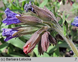 Pulmonaria mollis (miodunka miękkowłosa)