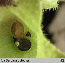 Pulmonaria obscura (miodunka ćma)