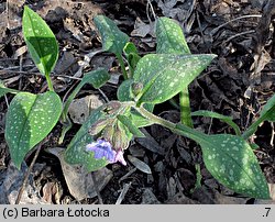 Pulmonaria officinalis (miodunka plamista)