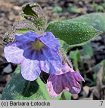 Pulmonaria officinalis (miodunka plamista)