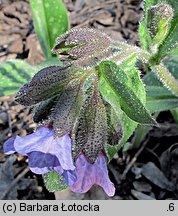 Pulmonaria officinalis (miodunka plamista)