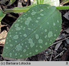 Pulmonaria officinalis (miodunka plamista)